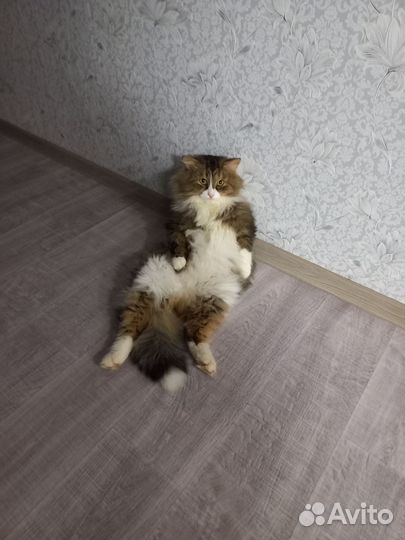 Сибирский кот