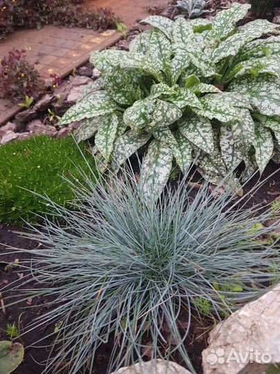 Многолетние цветы