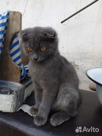 Кошка в дар бесплатно