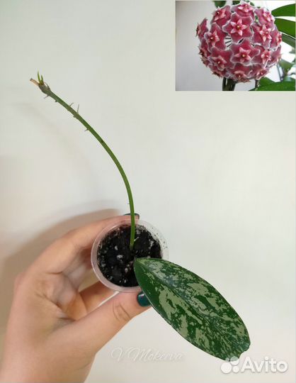 Хойя разные