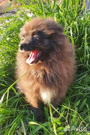 Щенок щпица