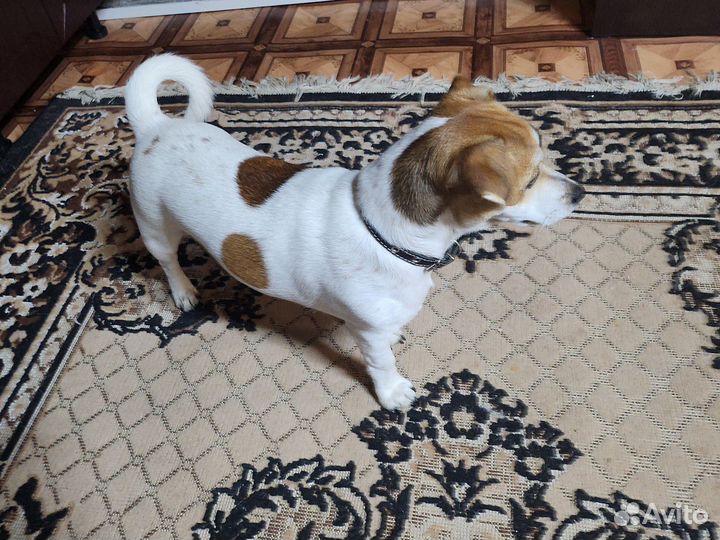 Вязка Джек рассел терьер, кобель