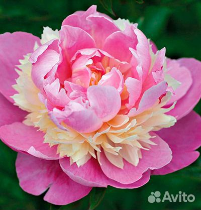 Махровые пионы