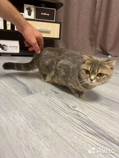 Британские котята