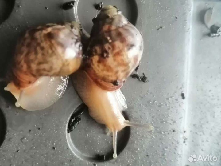 Ахатины улитки малыши