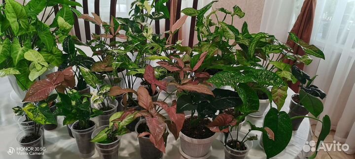 Сингониумы