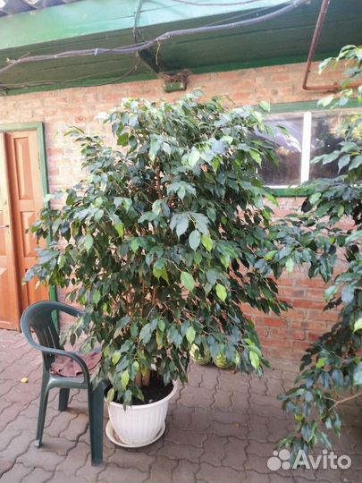Фикус бенджамина большой