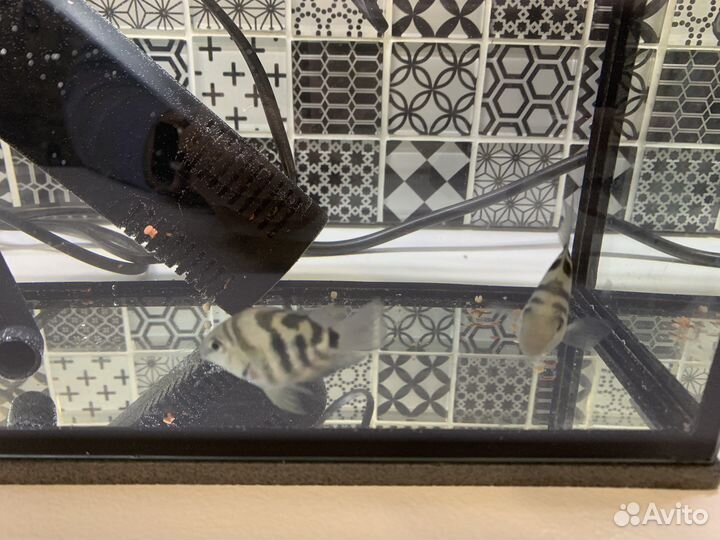 Продам пару сапфировых попугаев