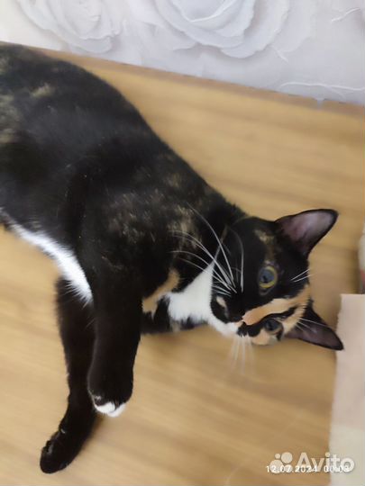 Кошки в добрые руки