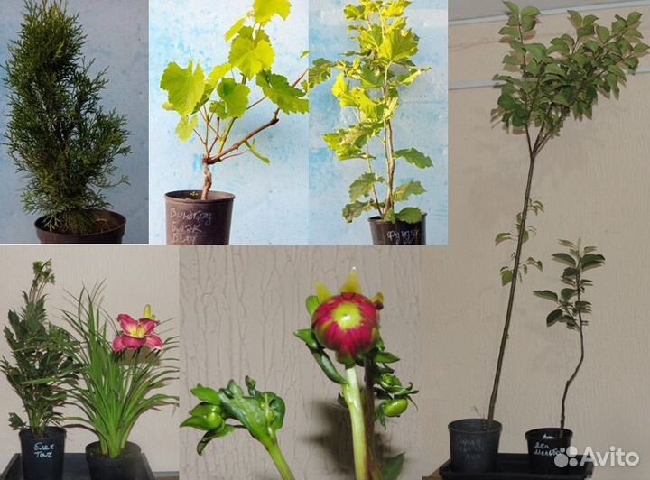 Флокс, Лилейник, Малина, Роза, Спирея, Клематис