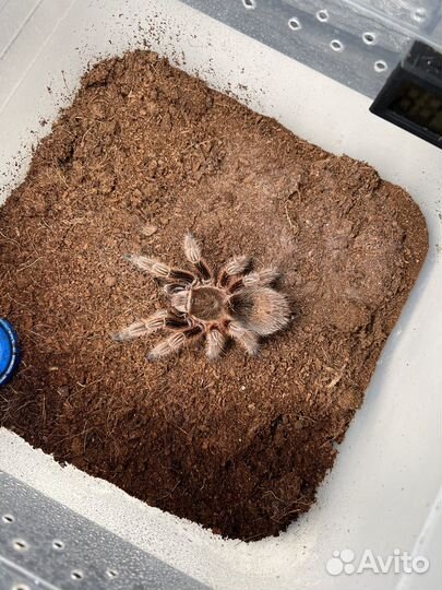 Паук Grammostola rosea red и Grammostola pulchra