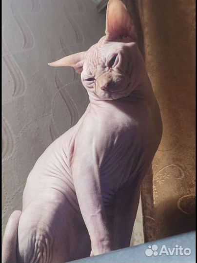 Канадский сфинкс вязка