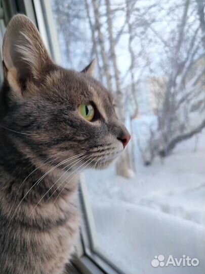 Мальчик бесплатно