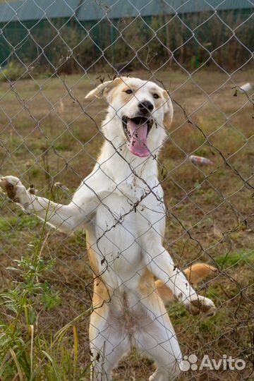 Собака в добрые руки