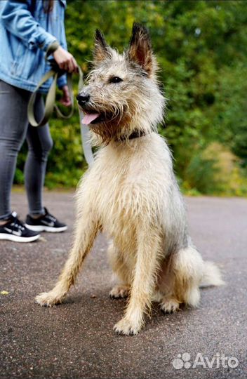 Собака в добрые руки