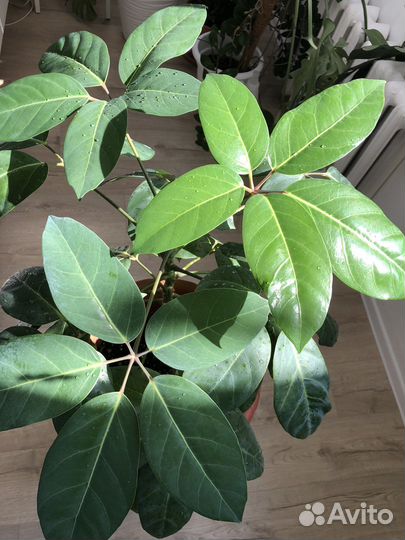 Шефлера, сансевиерия, монстера манки