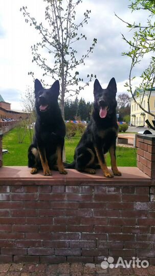 Дрессировка собак норматив ноузворк и выборка