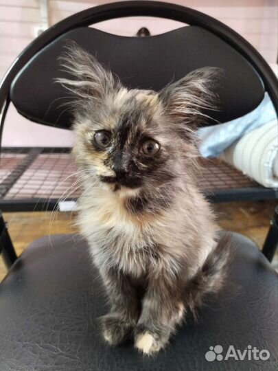 Котенок Дафна