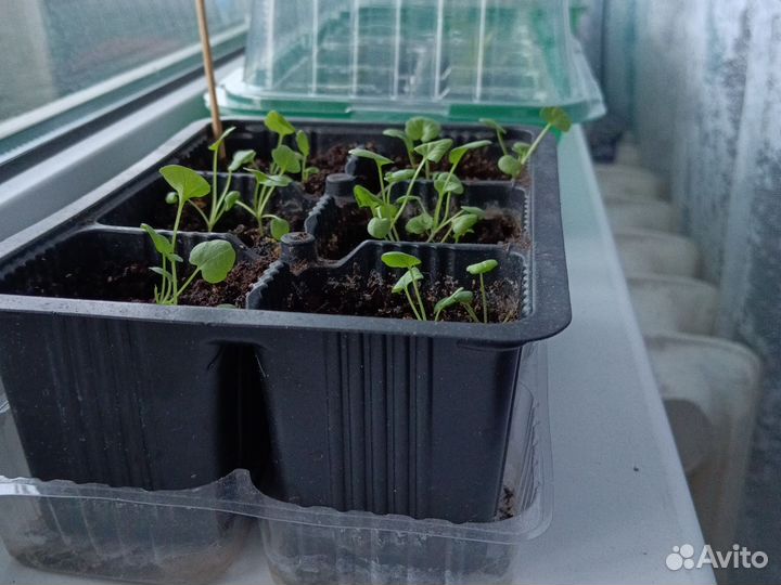 Анютины глазки рассада