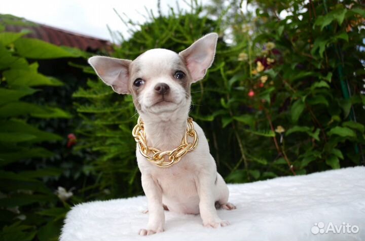 Красивый мальчик