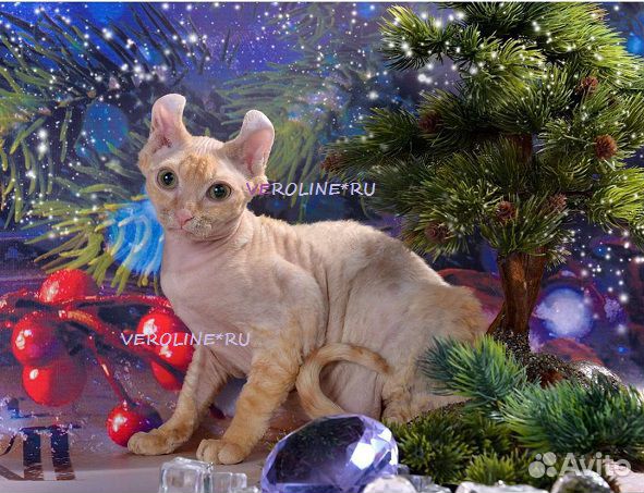 Эльф племенной кот красный