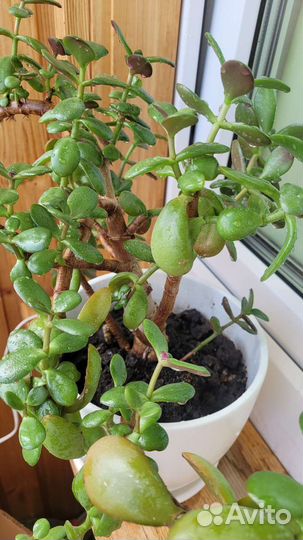 Толстянка или денежное дерево