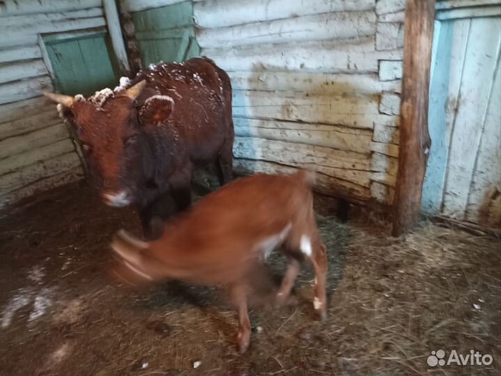 Корова с теленком