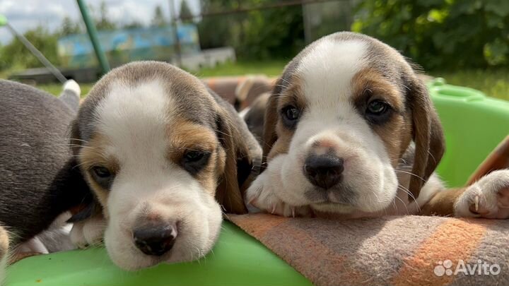 Щенки бигль