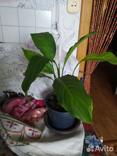 Сансевиерии