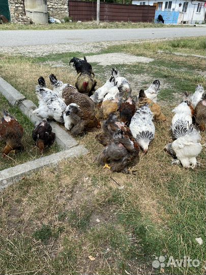 Цыплята брама