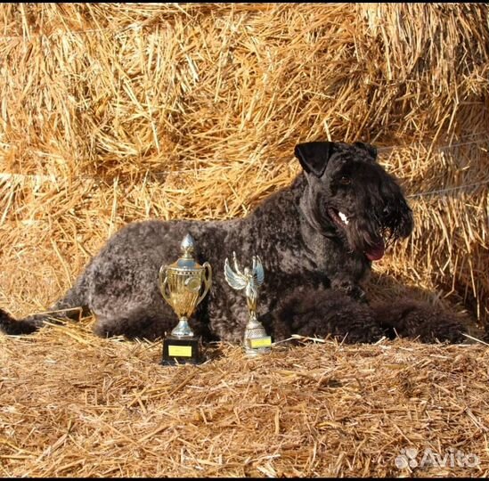 Керри блю терьер