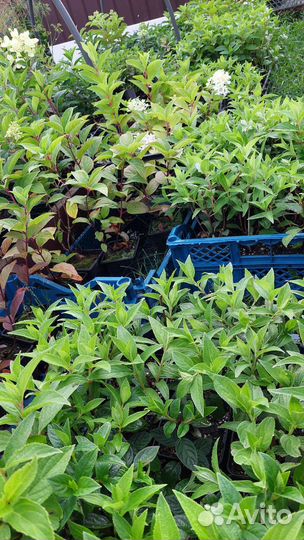 Гортензия метельчатая