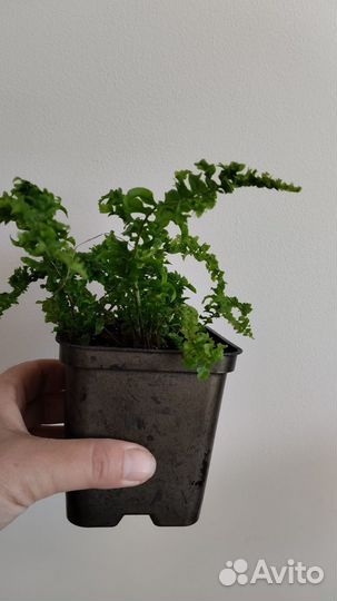 Папоротник