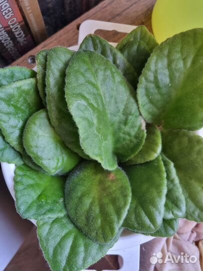 Фиалки обмен