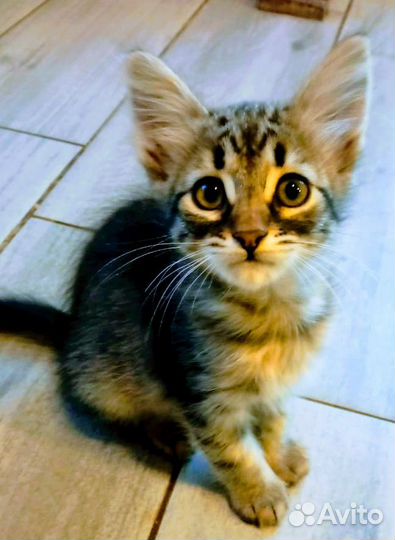 Чудесная девочка в поисках мампап