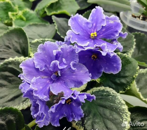 Сортовые фиалки