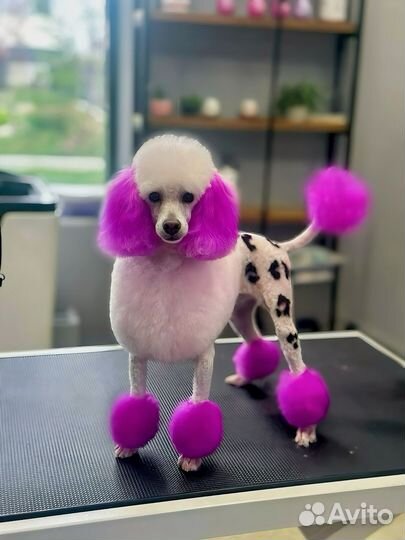 Креативные стрижки и окрашивание собак премиум