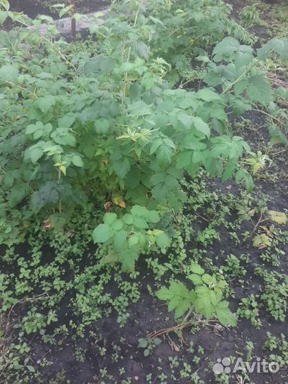 Саженцы малины