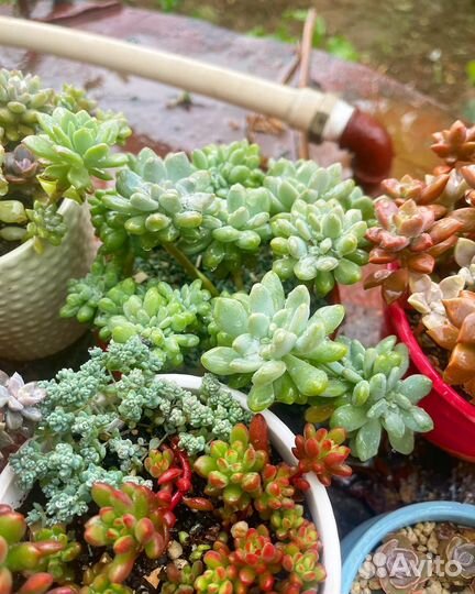 Суккуленты