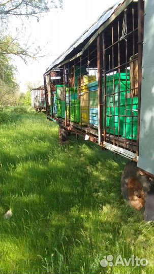 Пчелосемьи среднерусской породы