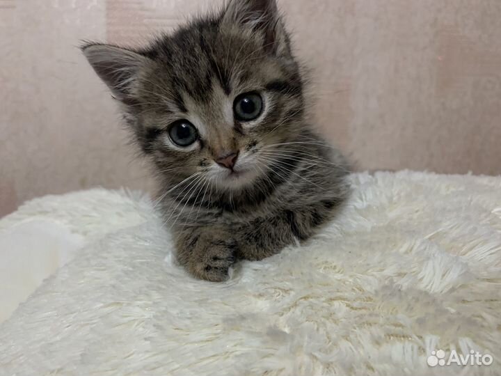 Отдам кота в добрые руки