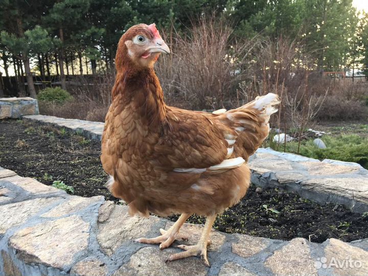 Несушки, Куры, Молодки Ломан Браун