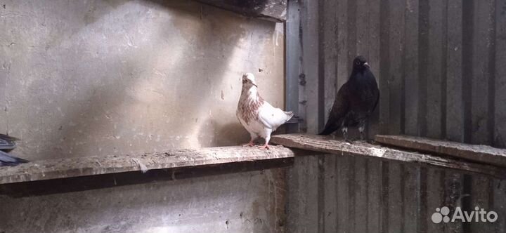 Николаевские и кировоградские