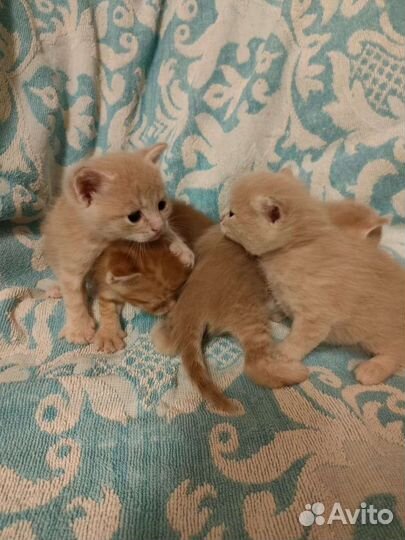 Котята невероятной красоты