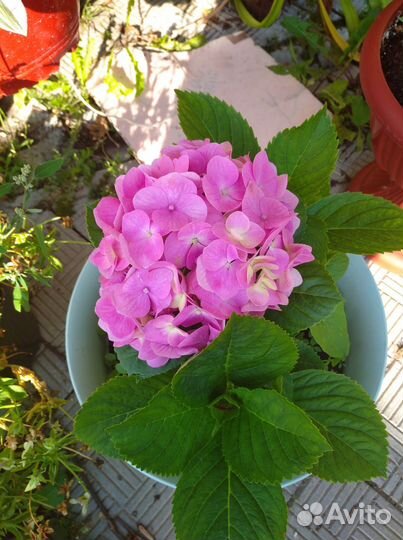Гортензия розовая крупнолистная