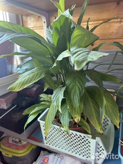 Спатифиллум