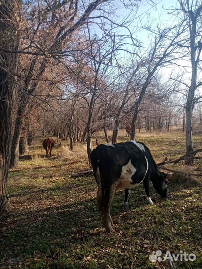 Продам корову