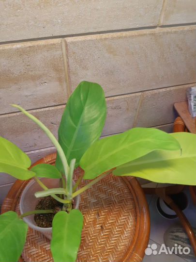Филодендрон 