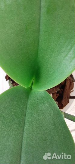 Орхидея мультифлора Summer Song