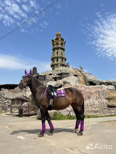 Лошадь пони на праздник